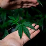 Можно ли курить семена конопли image_184.jpg