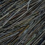 Где купить семена конопли в Санкт-Петербурге image_200.jpg