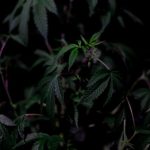 Заказ семян конопли онлайн: преимущества и особенности выбора сайта image_236.jpg