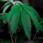 Семена конопли Big Tooth feminised от Strain Hunters Seeds image_241.jpg