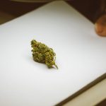 Эффективность семян конопли в прикормке для рыбалки image_249.jpg