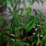 Семена Марихуаны Полное Руководство для Гроверов image_265.jpg