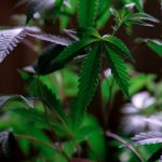 Семена конопли в диете попугаев image_352.jpg