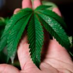 Семена конопли White Lemon feminised от Strain Hunters Seeds image_403.jpg