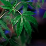 Заказ семян конопли онлайн: как сделать правильный выбор и обеспечить успешное выращивание image_436.jpg