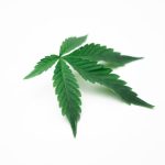 Семена конопли для ловли рыбы image_464.jpg