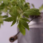 Семена конопли Auto Cream Caramel feminised от Ganja Seeds images15.jpg