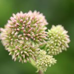 Где купить семена конопли в Петербурге images170.jpg