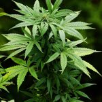 Семена конопли Auto Night Queen feminised от Ganja Seeds images194.jpg