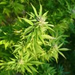 Семена конопли Chronic Thunder feminised от Barneys Farm images203.jpg