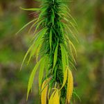 Выращивание конопли и уход за ней images216.jpg