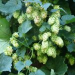 Семена конопли Alaskan Ice feminised от Green House Seeds images308.jpg