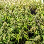 Культивирование Низкорослой Конопли Преимущества и Перспективы images323.jpg