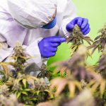 Семена конопли White Russian feminised от Serious Seeds images334.jpg