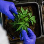 Хранение семян конопли images339.jpg