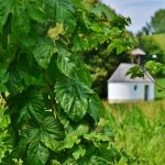 Семена конопли Auto Afghan Kush feminised от Ganja Seeds images342.jpg