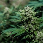 Как купить семена конопли в Томске images346.jpg