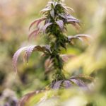 Семена конопли и здоровье почек images363.jpg