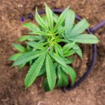 Выращивание конопли на семена images384.jpg