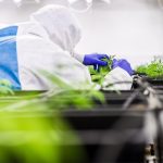 Семена конопли Lemon OG Haze feminised от Nirvana Seeds images391.jpg