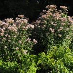 Семена конопли Think Fast feminised от Dutch Passion Seeds images408.jpg