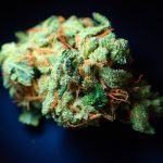 Семена марихуаны и их выращивание images426.jpg