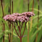 Автоцветущие семена конопли особенности и преимущества выращивания images430.jpg