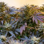 Урбеч из Семян Конопли Свойства и Применение images435.jpg