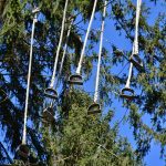 Семена конопли Auto Nefertiti feminised от Pyramid Seeds images438.jpg