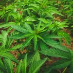 Как и где купить семена для конопли images461.jpg