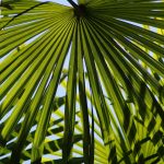 Семена конопли Warlock regular от Serious Seeds images467.jpg