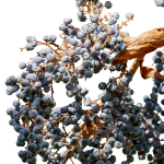 Семена конопли Auto Skunk от Ganja Seeds images91.jpg