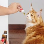 Конопля Афганка: история, характеристики и культивирование images98.jpg