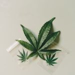 Преимущества и особенности выращивания низкорослой конопли image_142.jpg