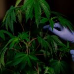 Семена конопли Safari Mix regular от Mandala Seeds image_159.jpg