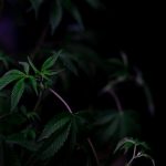 Семена конопли в Америке image_160.jpg