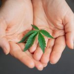 Семена травы конопли image_164.jpg