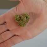 Семена конопли Gelato-K feminised от Kannabia Seeds image_201.jpg