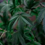 Выращивание Марихуаны в Гидропонике Особенности и Преимущества image_203.jpg