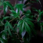 Семена конопли O G Kush feminised от Royal Queen Seeds image_205.jpg