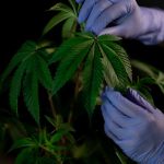 Семена конопли Northern Lights x Chronic feminised от Ganja Seeds image_235.jpg