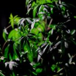 Семена конопли Auto Dolche Cheese feminised от Ganja Seeds image_262.jpg