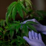 Самые мощные семена марихуаны и их характеристики image_264.jpg