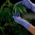 История и культурное значение конопли в России image_266.jpg