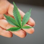 Семена конопли White Widow feminised от Medical Seeds image_267.jpg