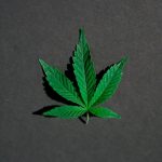 Семена конопли Auto Talkan feminised от Bang Seeds image_270.jpg