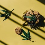 Сорт конопли Auto Sinevir regular от Ganja Seeds image_282.jpg