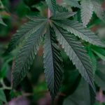 Семена конопли полезные свойства и отзывы image_286.jpg