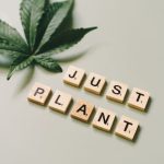 Семена Конопли Семеныч: Обзор и Особенности Выращивания image_316.jpg