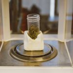 Наказание за семена марихуаны в России image_323.jpg